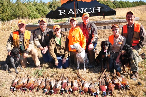 Pheasant Groups Photo